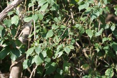 Strobilanthes consanguineus